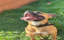 Staffordshire Bull Terrier dogs for stud: Looking for a staffy for my boy  - Image 5