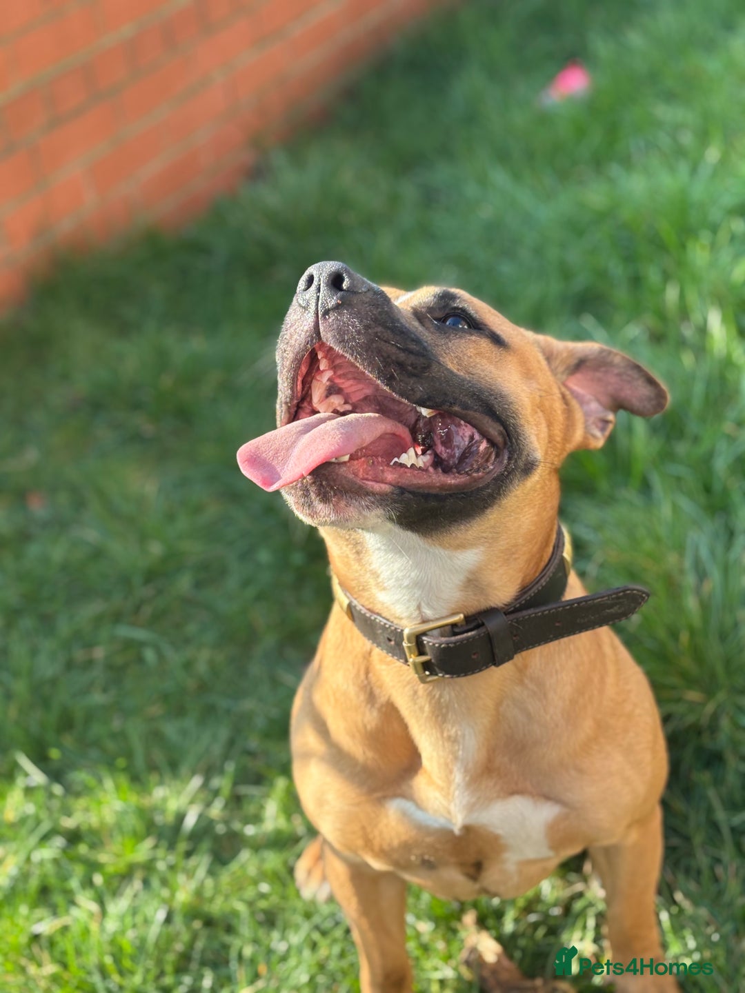 Staffordshire Bull Terrier dogs for stud: Looking for a staffy for my boy  - Image 5