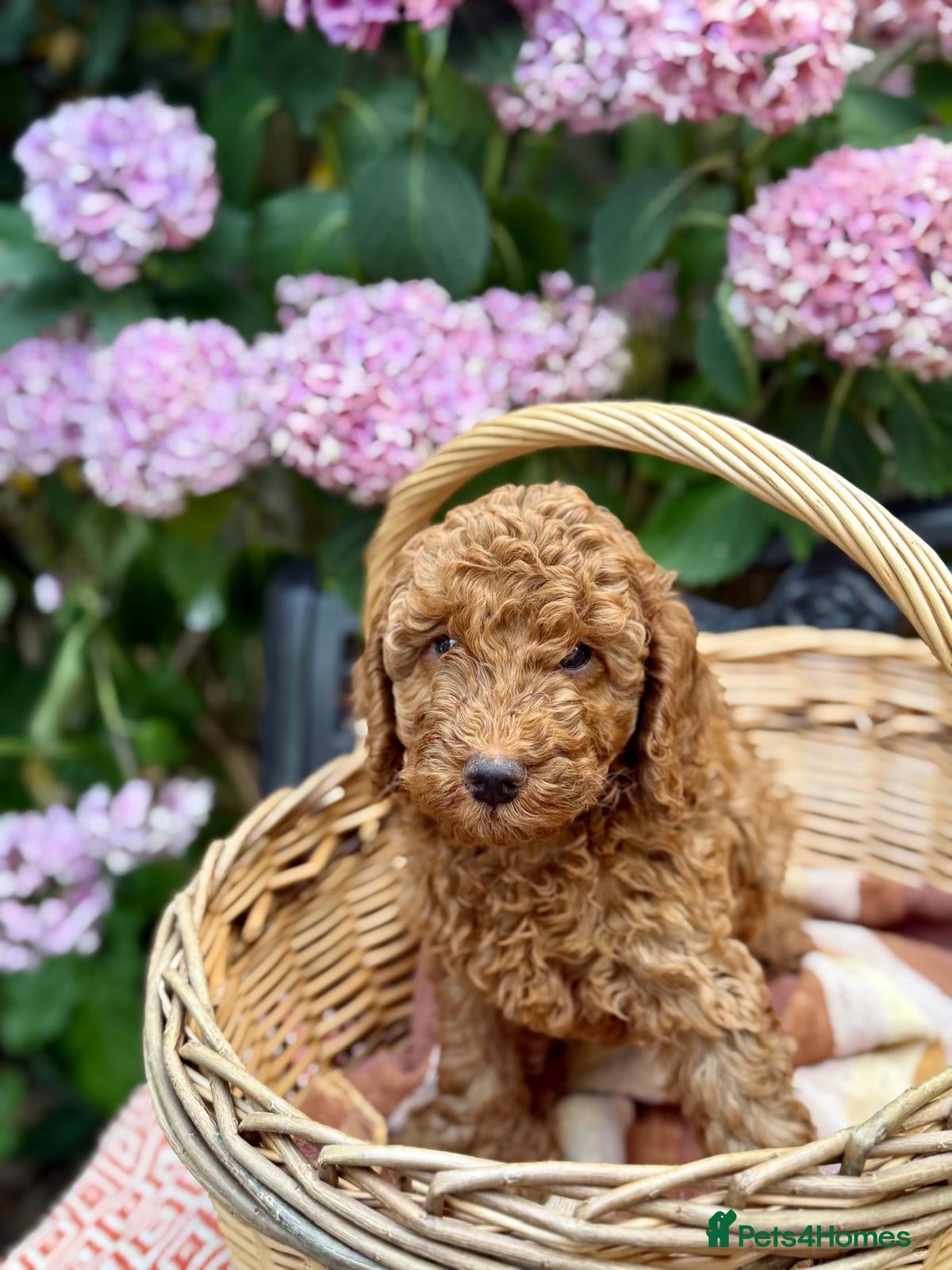 Cockapoo dogs Cockapoo Hypoallergenic F1bb puppies for sale  - Advert 2