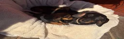 Miniature Dachshund dogs for sale: Miniature dachshund puppies in Salisbury - Advert 11