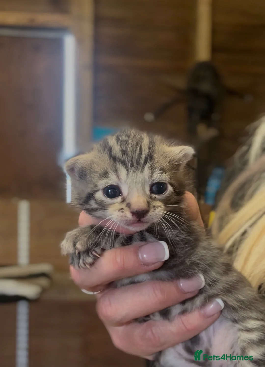 Mixed Breed cats for sale: 2 beautiful kittens  - Advert 1