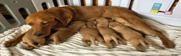 Labrador Retriever dogs for sale: 6 BEAUTIFUL FOX RED KC LABS, HEALTH TESTED PARENTS - Advert 18