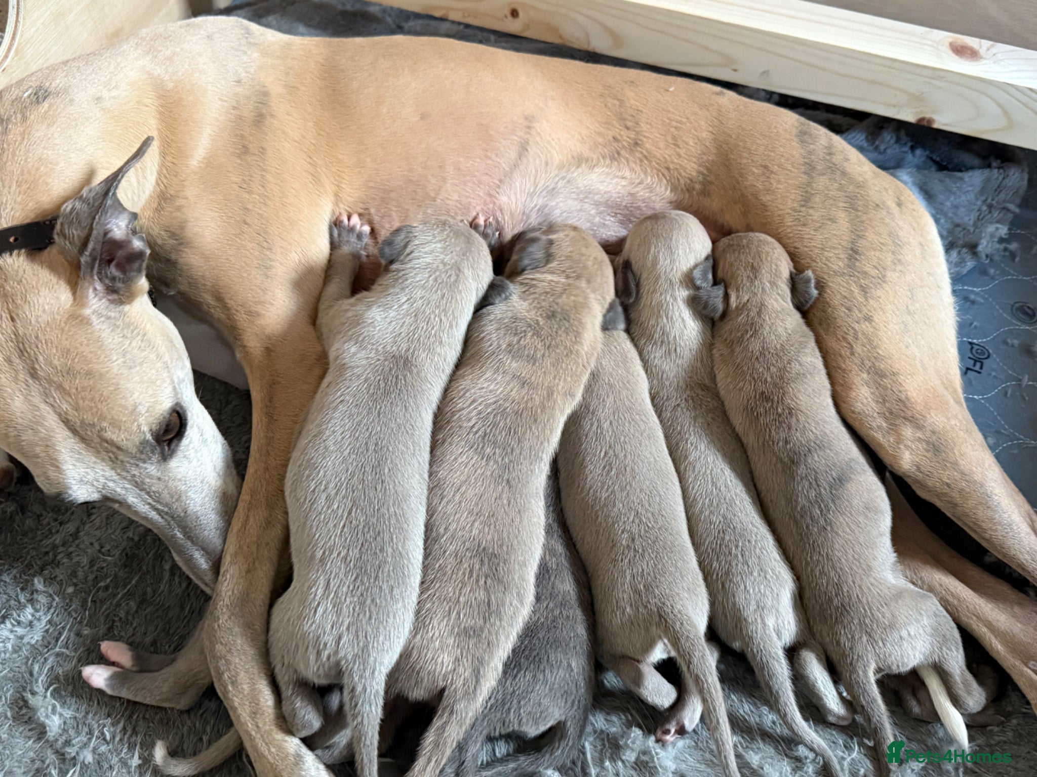 Whippet dogs Stunning KC registered whippet puppies  - Advert 2