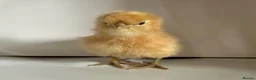 Chickens poultry for sale: Various breeds day old chicks  - Advert 9