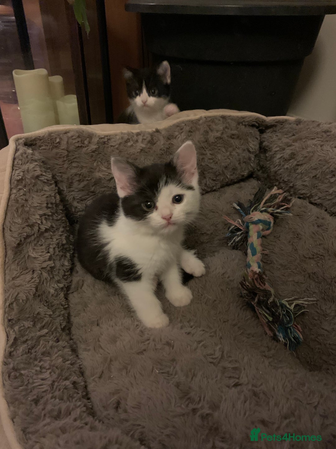 Mixed Breed cats for sale: 2 sweet girls - Advert 1