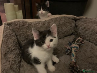 Mixed Breed cats 2 sweet girls - Advert 1