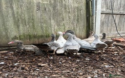 Ducks poultry for sale: Muscovy duck pairs  - Image 3