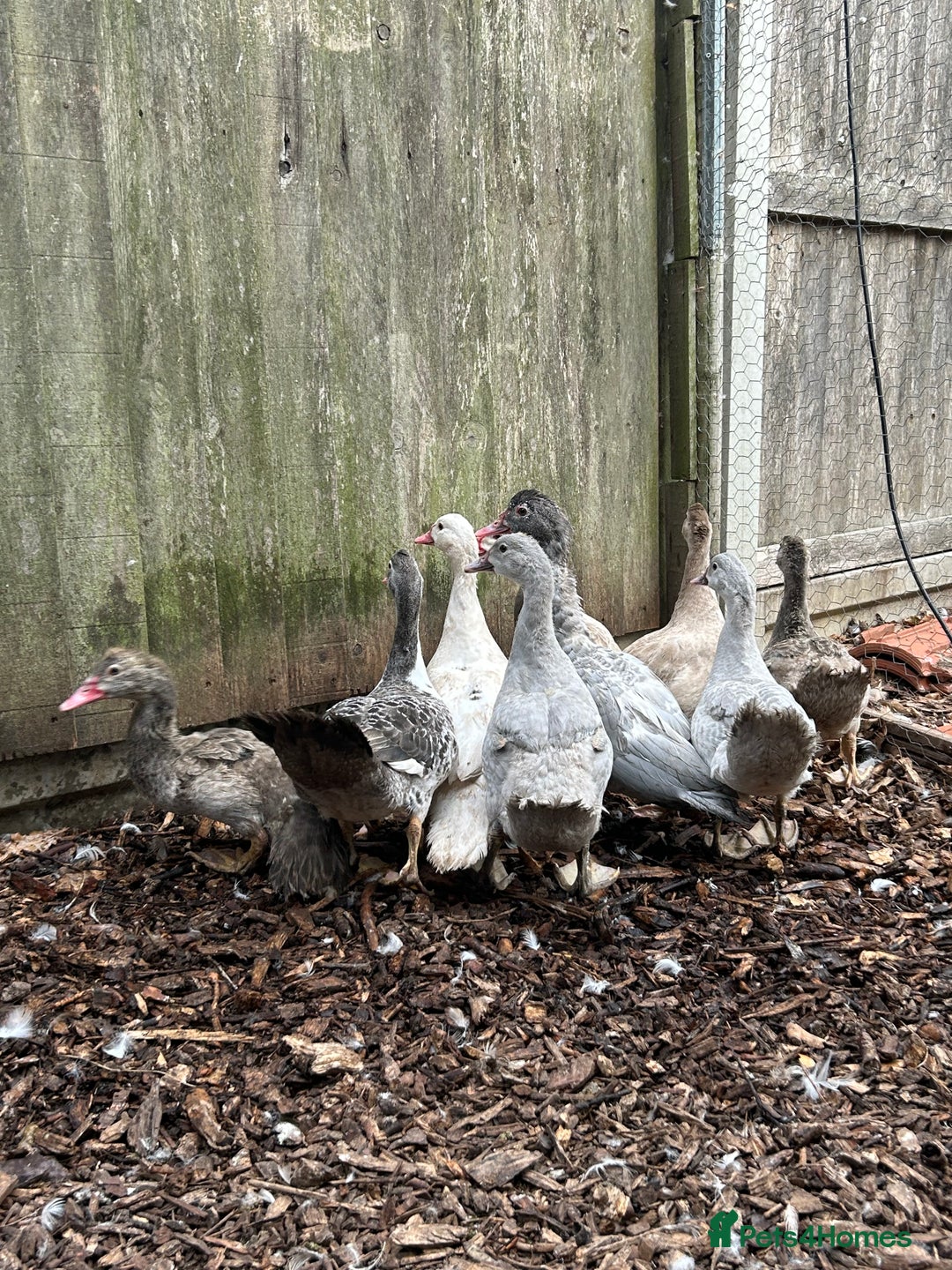 Ducks poultry for sale: Muscovy duck pairs  - Image 3