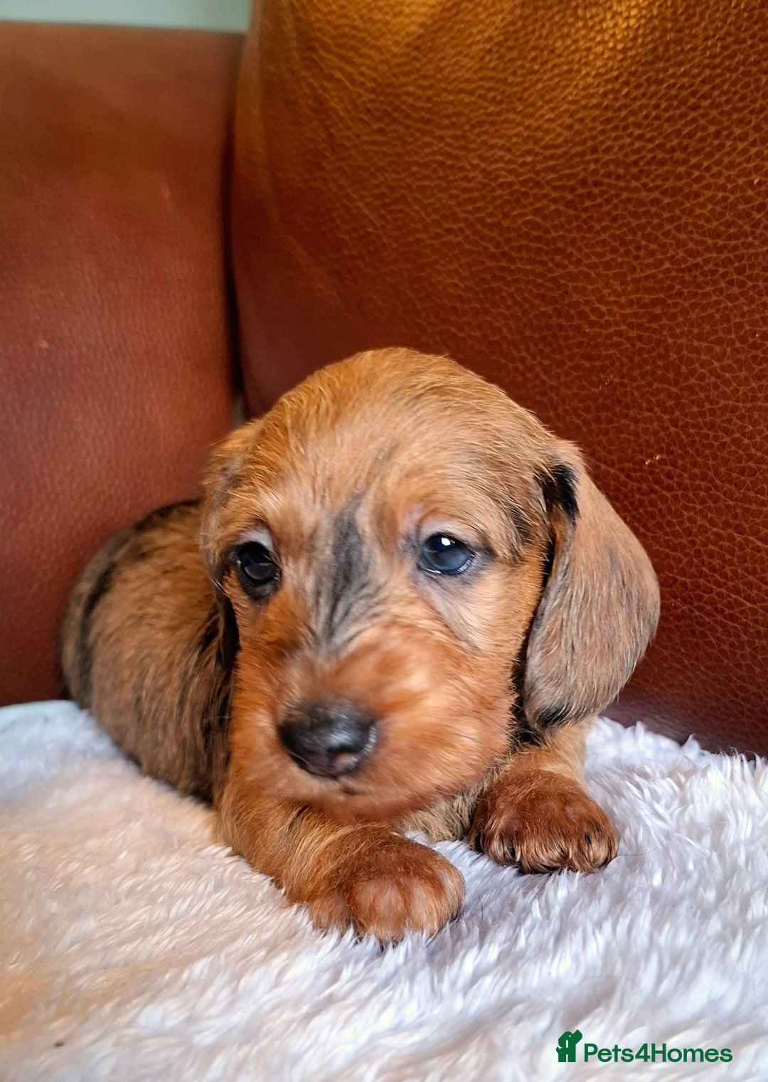 Miniature Dachshund dogs for sale: Gorgeous Mini-Wire Dachsund Puppies  - Advert 4