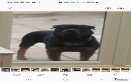 Rottweiler dogs for sale: Kc reg full German champion rottweiler puppies   - Image 40