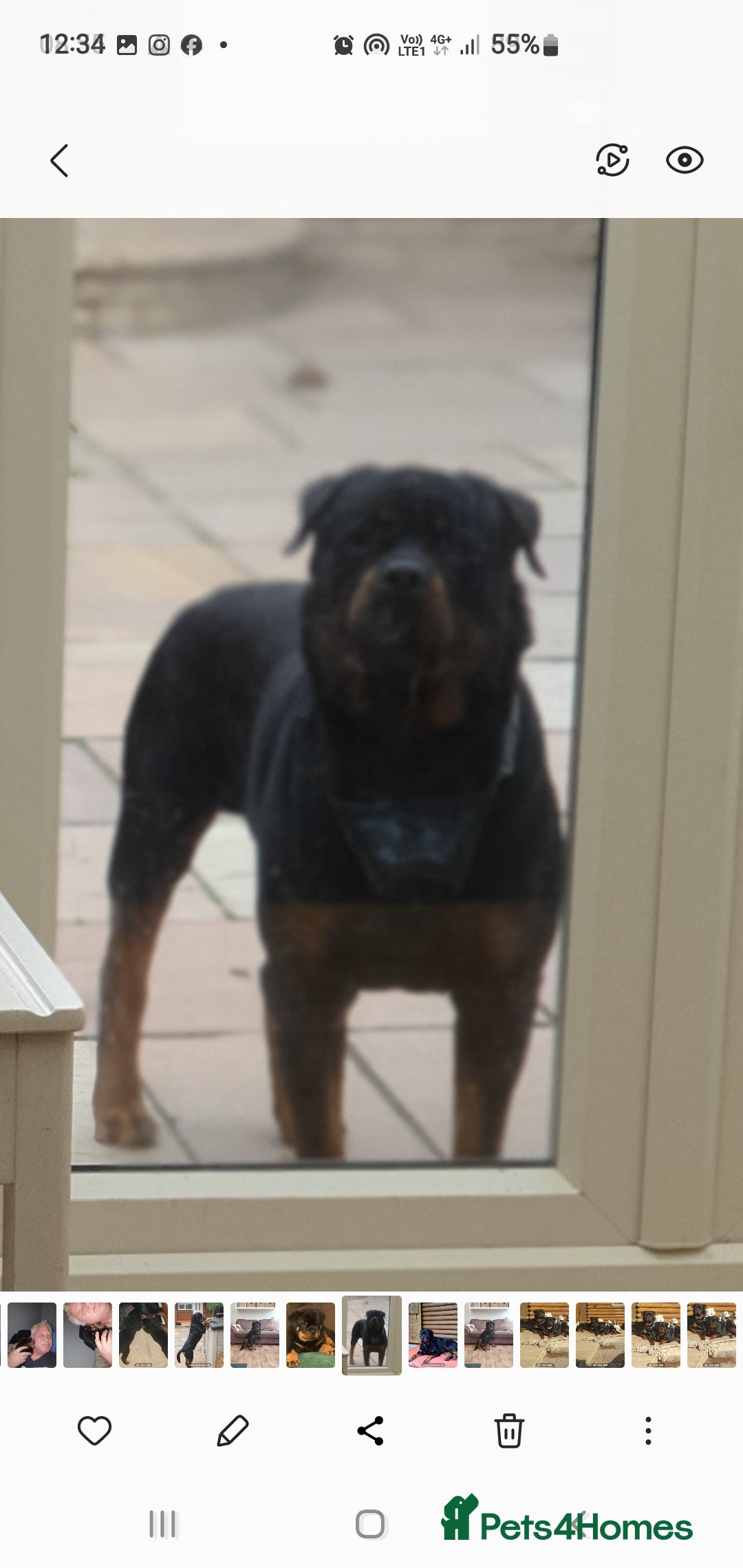 Rottweiler dogs for sale: Kc reg full German champion rottweiler puppies   - Image 40