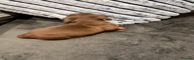 Miniature Dachshund Puppy 3