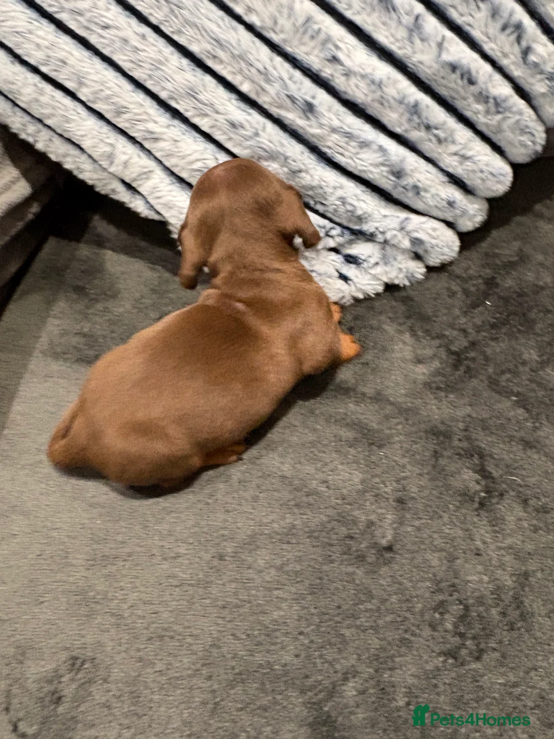 Miniature Dachshund dogs for sale: 6 Beautiful Purebred Miniature Dachshunds  - Advert 2