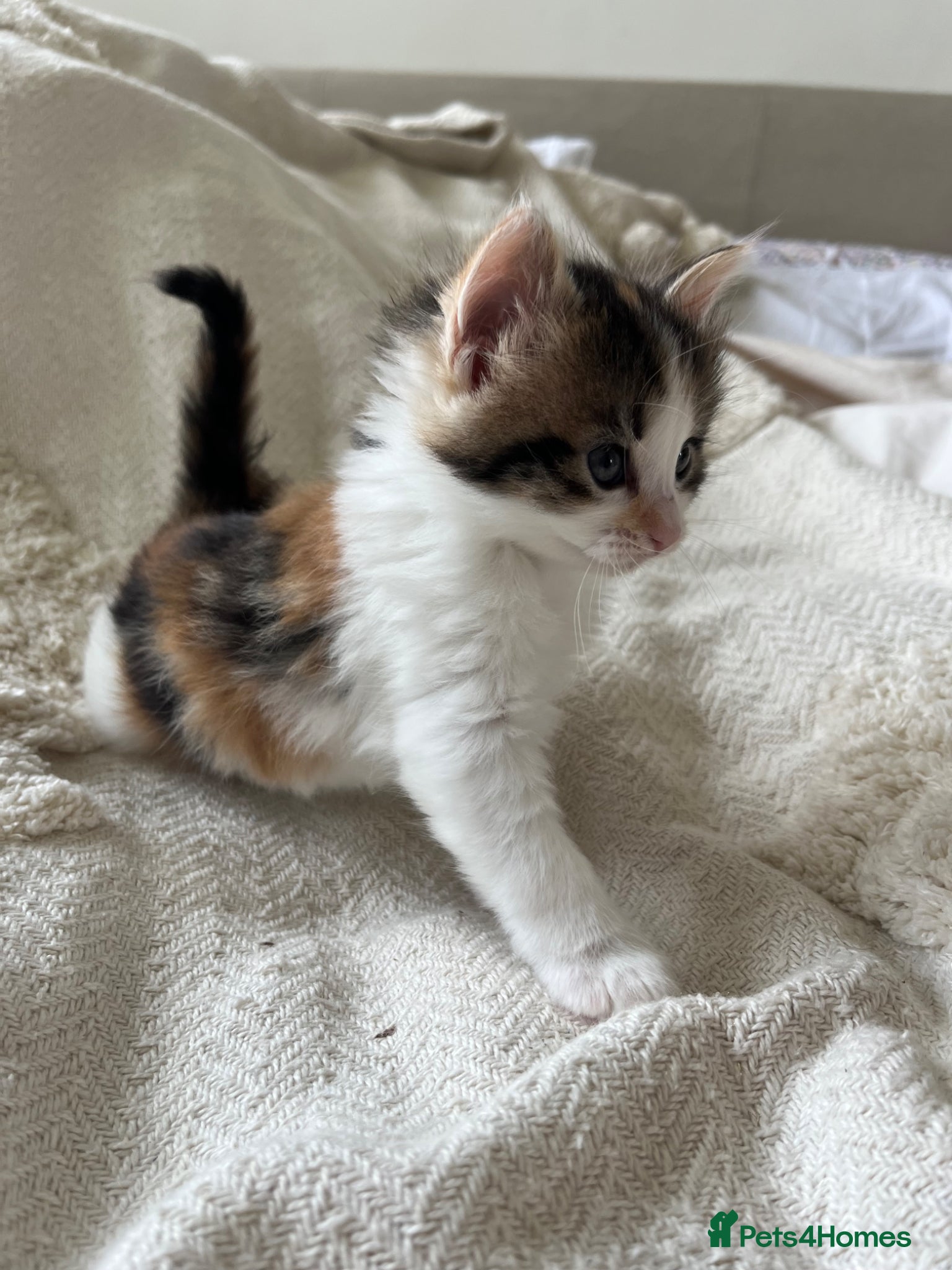Mixed Breed cats for sale: 6 friendly and playful kittens - Advert 9