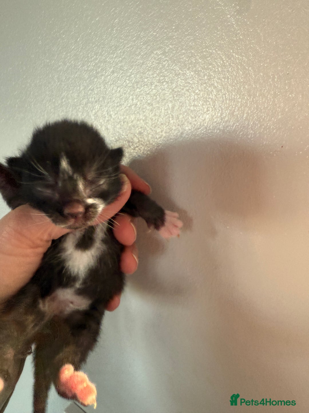 Domestic Shorthair cats for sale: Beautiful kittens available  - Advert 4