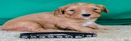 Cavapoochon dogs for sale: Beautiful Cavapoochons - Advert 3