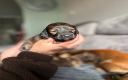 Miniature Dachshund dogs for sale: KC LONG HAIRED MINIATURE DACHSHUNDS🤍 - Image 5