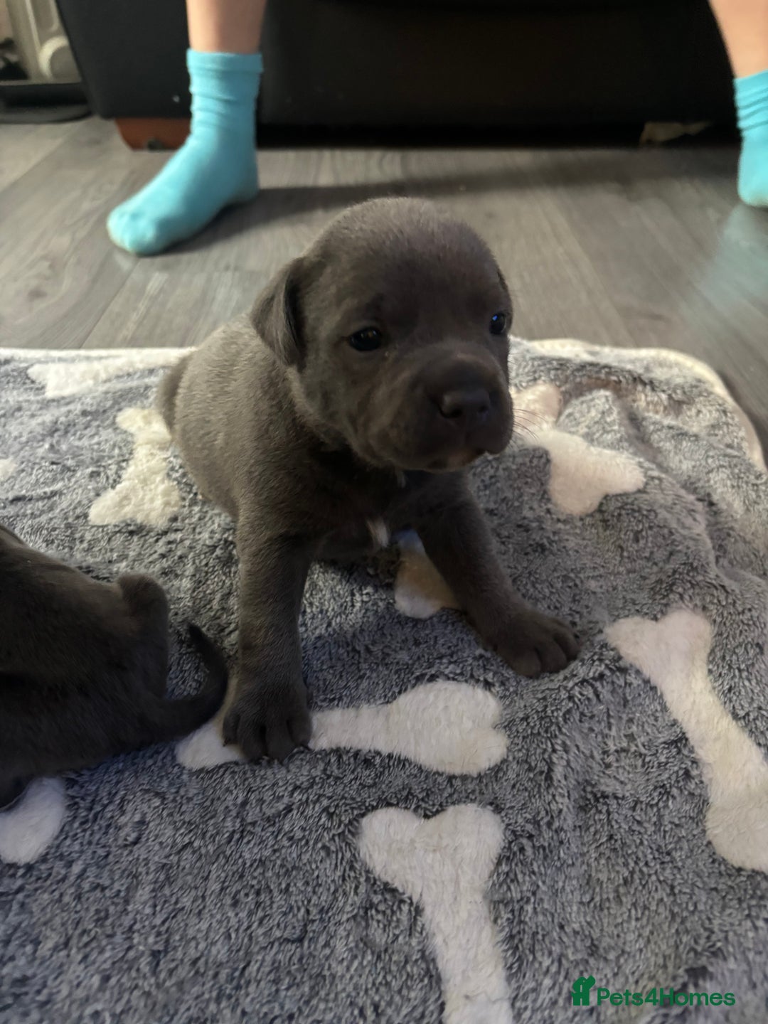 Staffordshire Bull Terrier dogs for sale: ✨ Blue Staffy Pups – Happy, Healthy & Loving!  - Image 20
