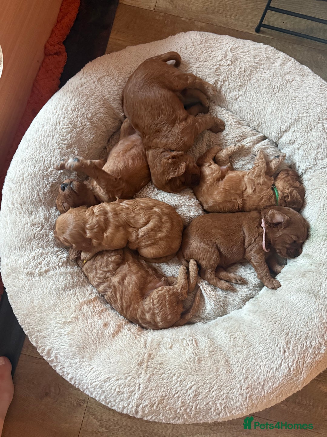 Cavapoo dogs for sale: Gorgeous F1b cavapoo pups  - Advert 3