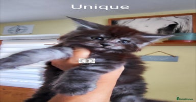 Maine Coon cats - Advert 13