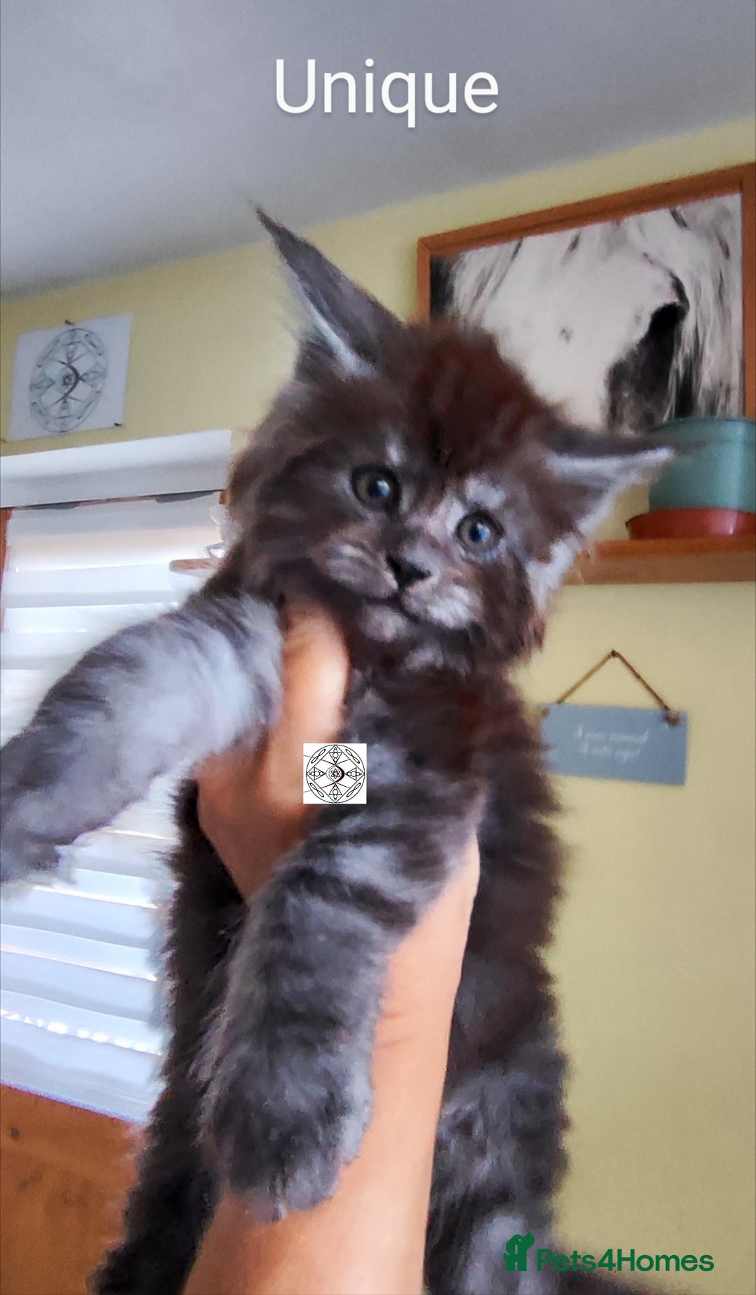 Maine Coon cats for sale: Absolutelly gorgeous kittens  - Image 3