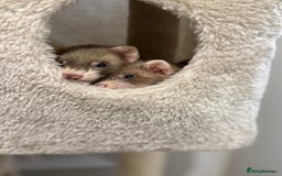 Ferret rodents for sale: 3 ferrets for sale  - Image 3