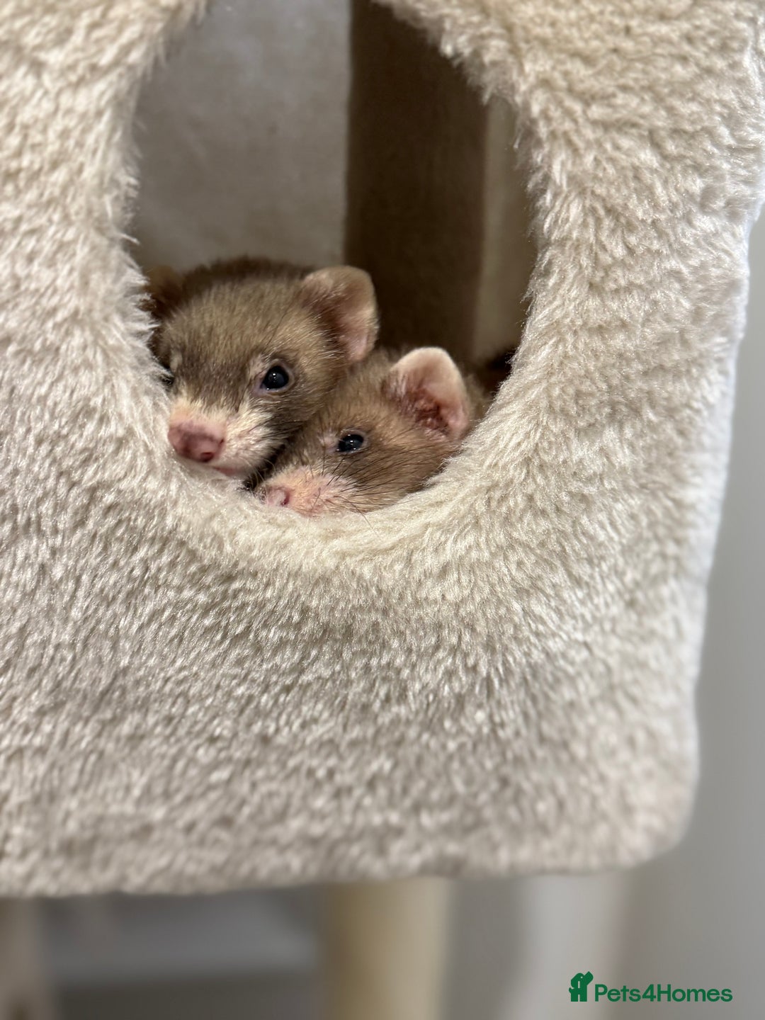 Ferret rodents for sale: 3 ferrets for sale  - Image 3