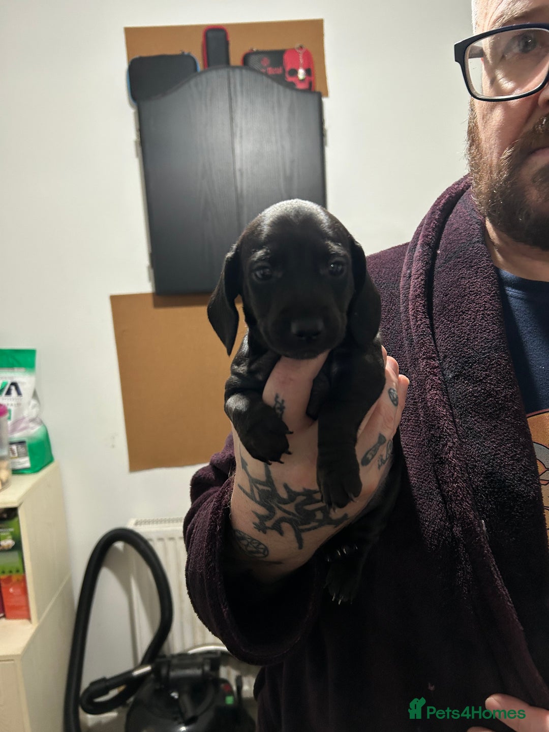 Miniature Dachshund dogs for sale: Kc miniature dachshund  - Advert 7