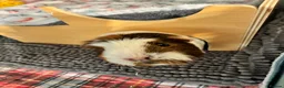 Guinea Pig rodents for sale: Female guinea pig - Advert 2