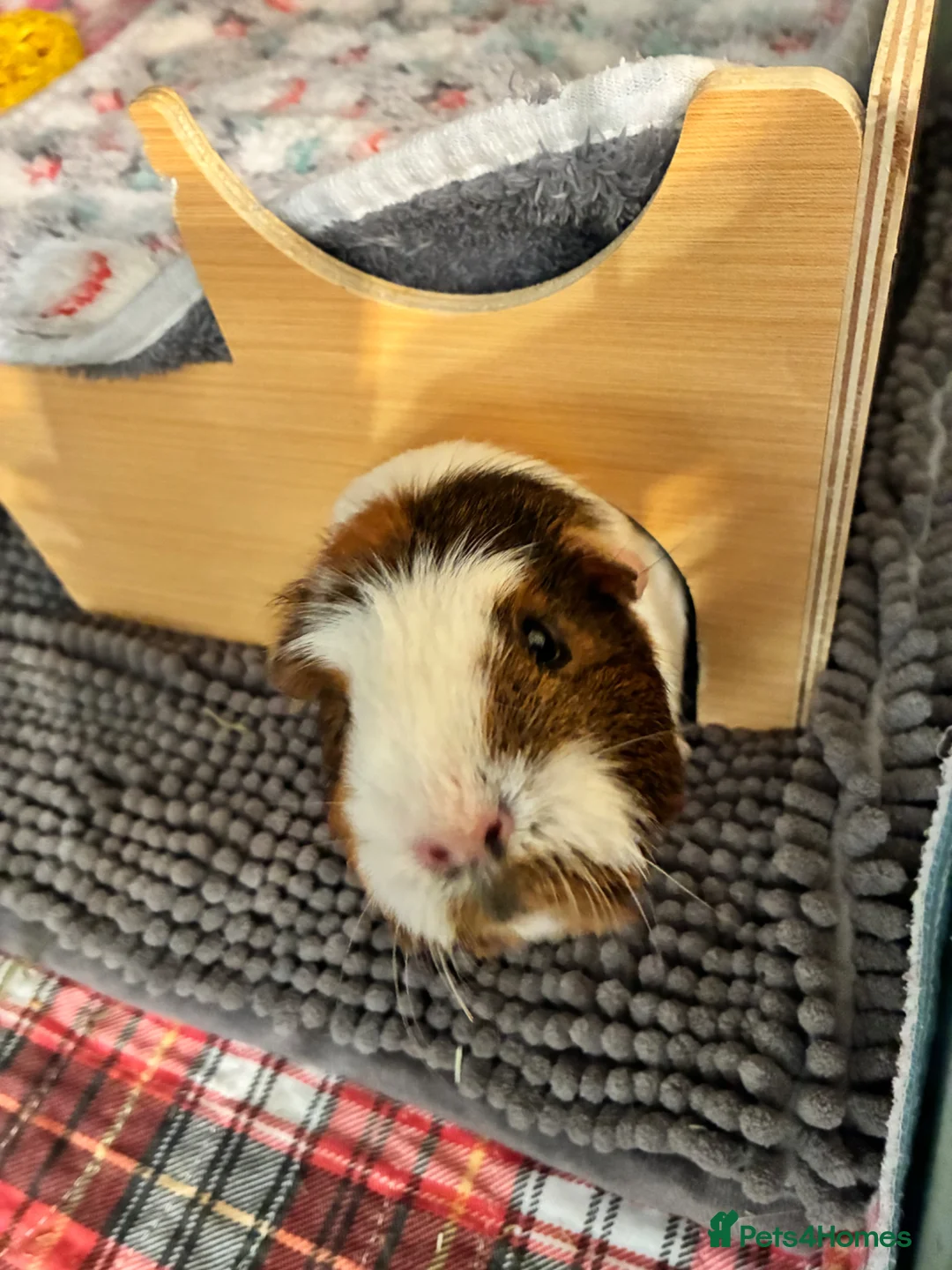 Guinea Pig rodents for sale: Female guinea pig - Advert 2