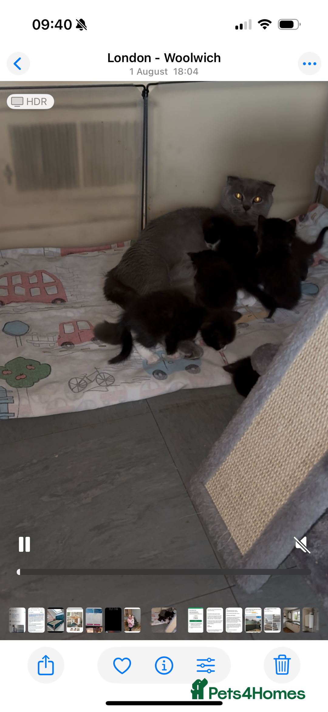 Mixed Breed cats for sale: Gorgeous kittens - Image 3