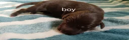 Border Collie dogs for sale: Border collie pups - Advert 5