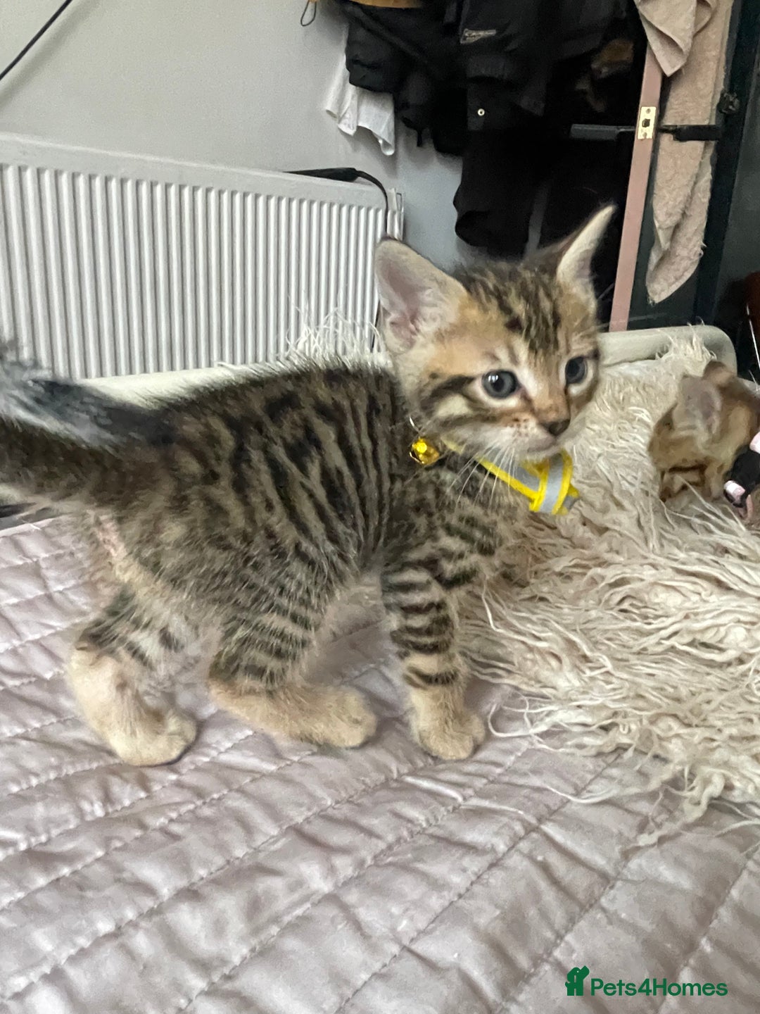 Mixed Breed cats for sale: 7 Half Snow Bengal kittens - Image 14