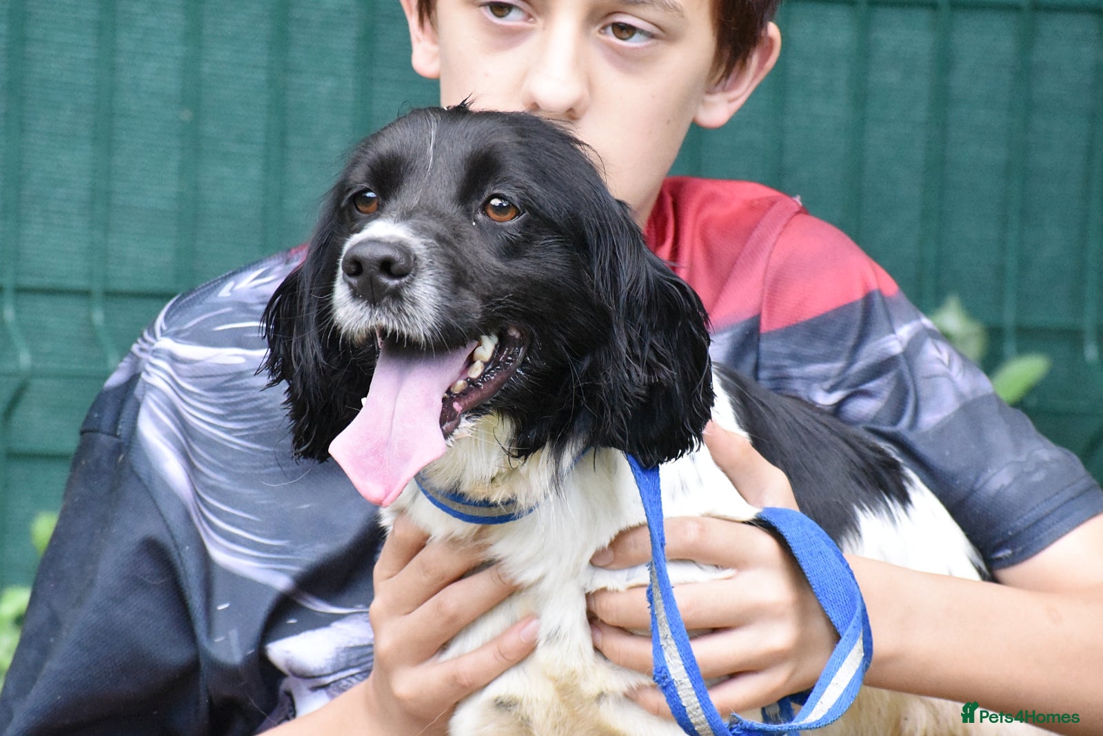 Brittany Spaniel dogs for adoption: Xira  in New Romney - Advert 2