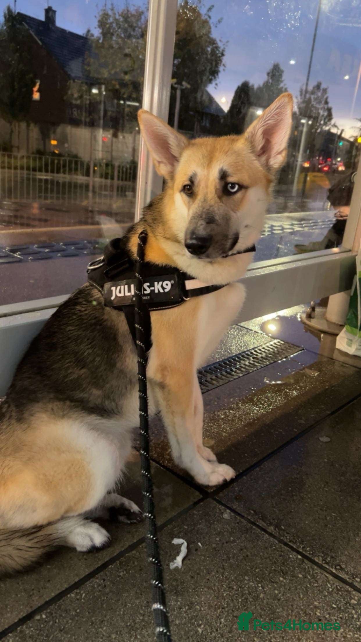 Mixed Breed dogs Shepsky x Labrador  - Advert 5