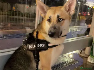 Mixed Breed dogs Shepsky x lab(who is Shepsky too) - Advert 5