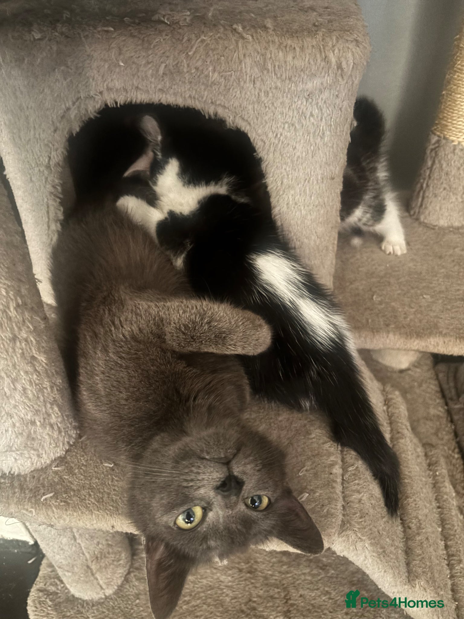 Mixed Breed cats adorable kittens for sale, collection anyday - Advert 5