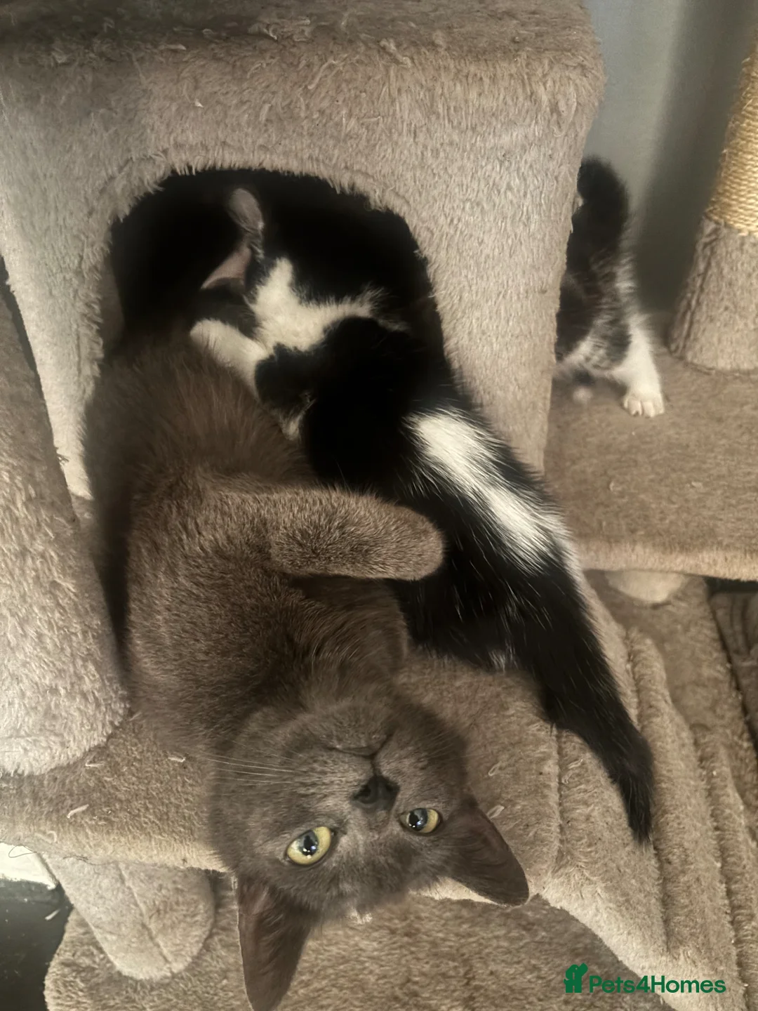 Mixed Breed cats for sale: adorable kittens for sale, collection anyday - Advert 1