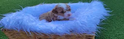 Toy Poodle dogs for sale: Gorgeous Toy poodle Puppies - 2 girls and 1 boy  in Dagenham - Advert 12