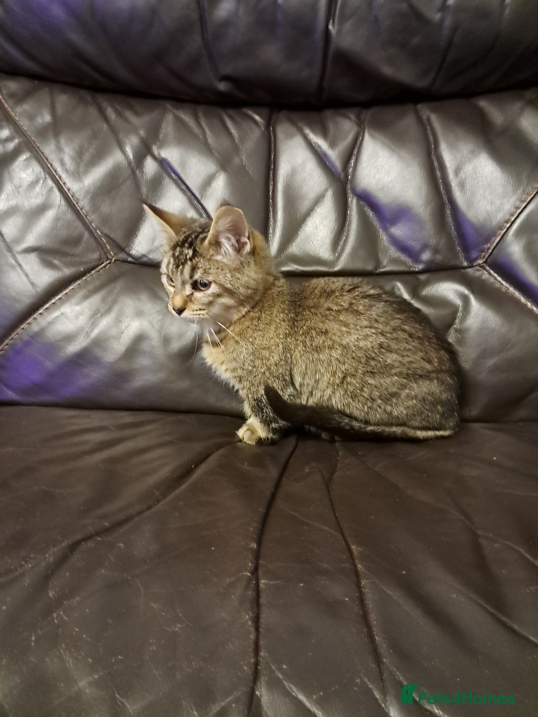 Munchkin cats for sale: Munchkin, Sausage kittens - Advert 6