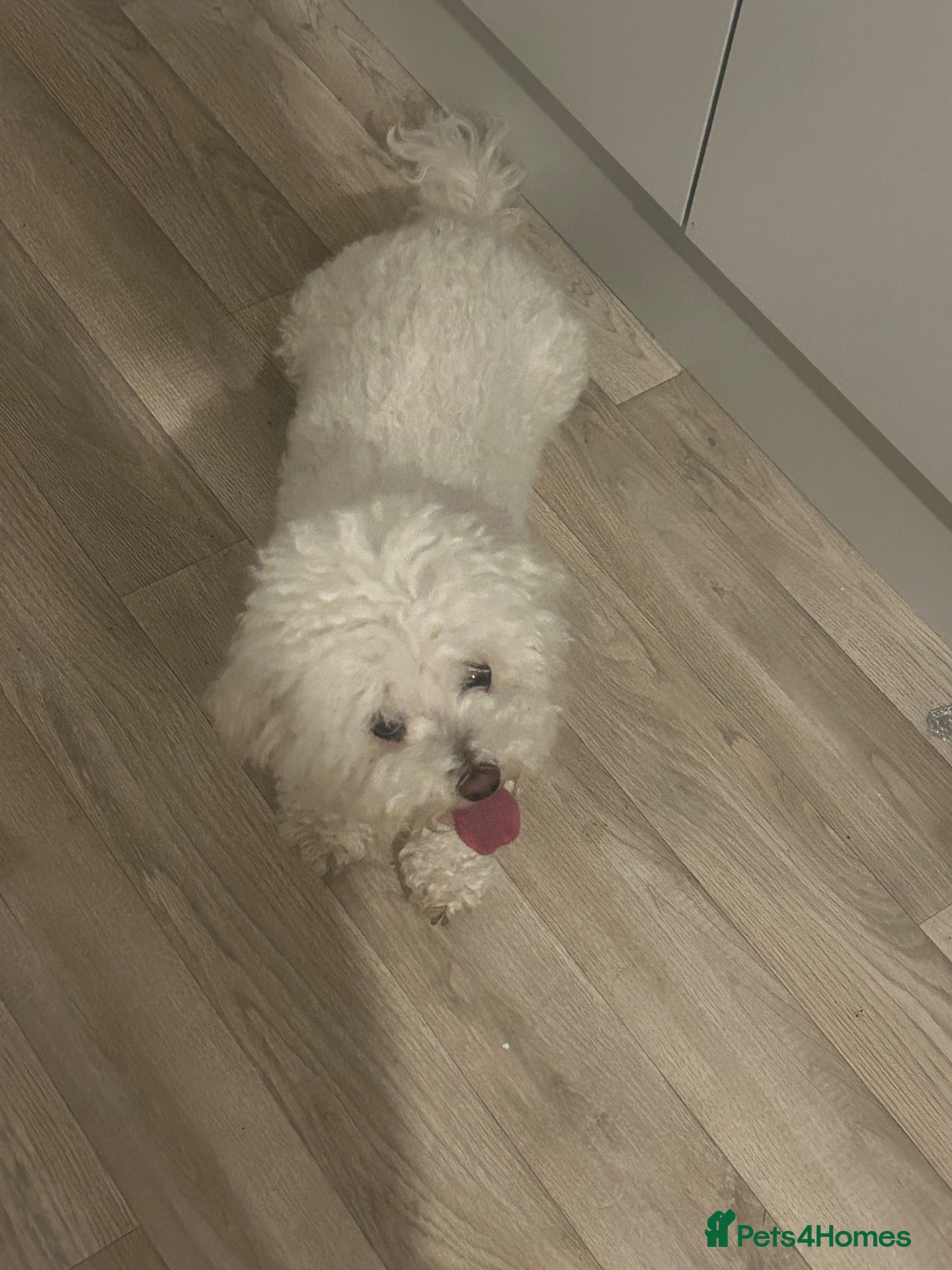 Bichon Frise dogs for sale: Bichon frise  - Advert 6