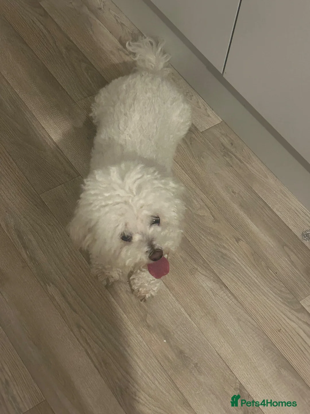 Bichon Frise dogs for sale: Bichon frise  in Prescot - Advert 1