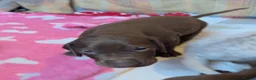 German Shorthaired Pointer dogs for sale: GSP puppies available to reserve - Advert 12