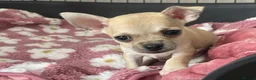 Chihuahua dogs for sale: Rare & Beautiful Chihuahua Puppies in Ipswich - Advert 19