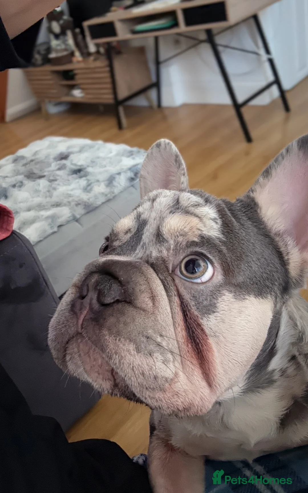 French Bulldog dogs for sale: For sale in Southampton - Advert 2