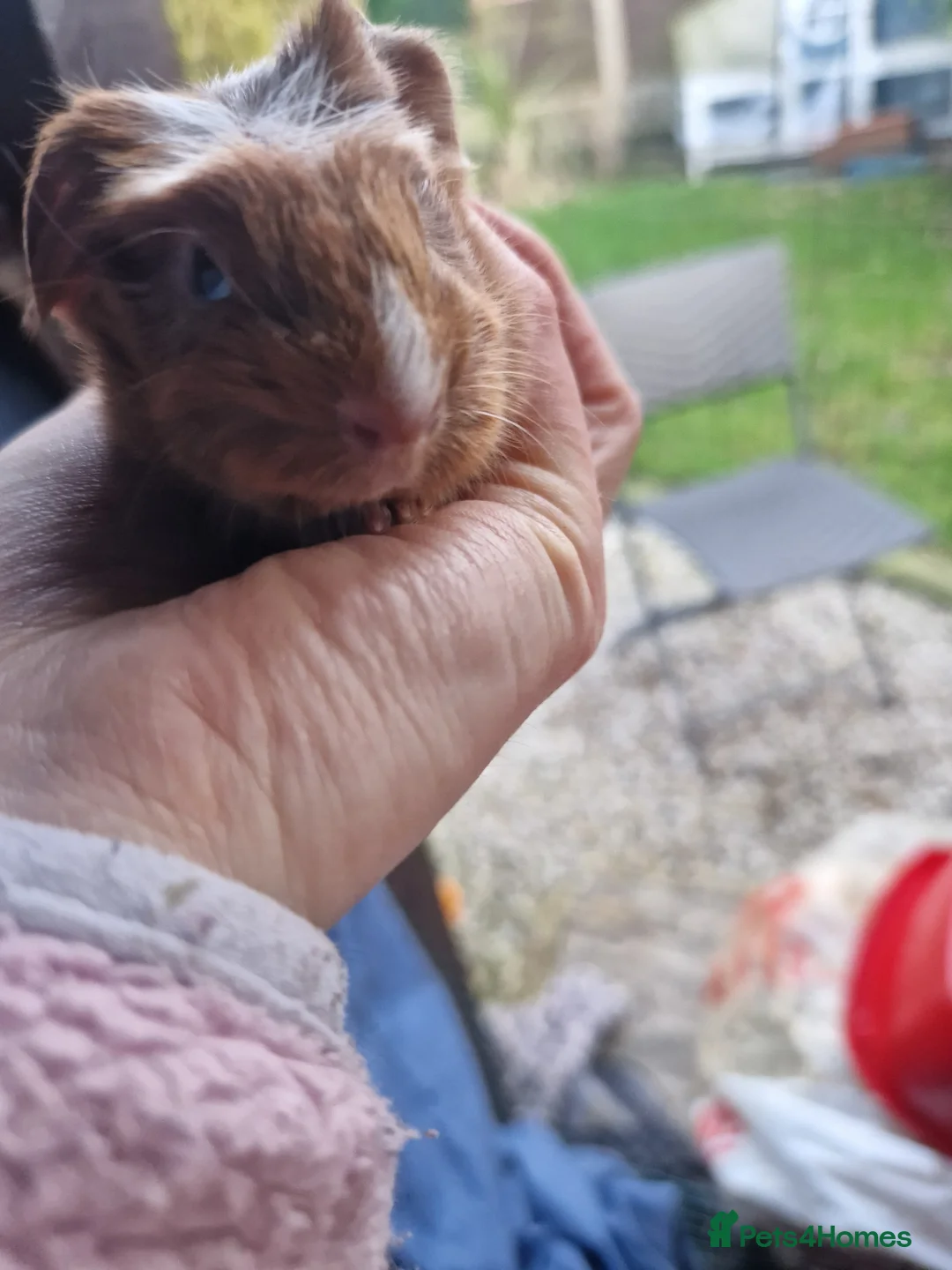 Guinea Pig rodents for sale: 3 handsome boys / ready 24th march 26 - Advert 3