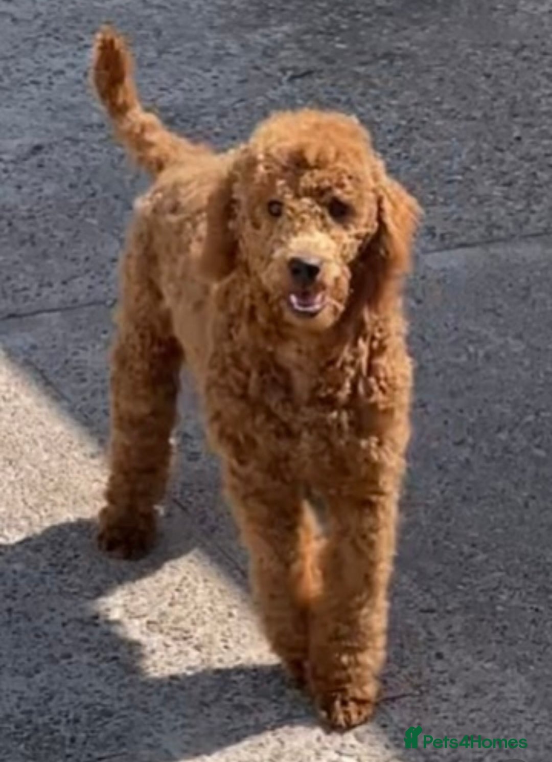 Cockapoo dogs for sale: Show Type Cockapoo Puppies - DNA tested parents - Advert 4