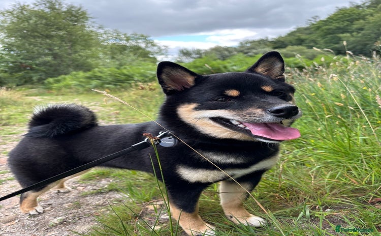 Japanese Shiba Inu dogs - Advert 1