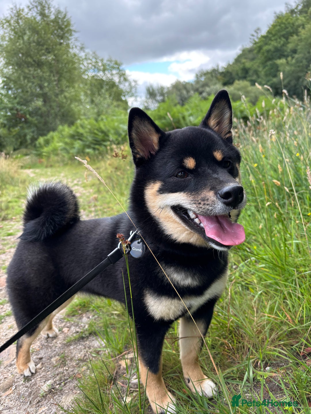 Japanese Shiba Inu dogs for sale: Beautiful Pedigree Shiba Inu (9 month old) - Image 1