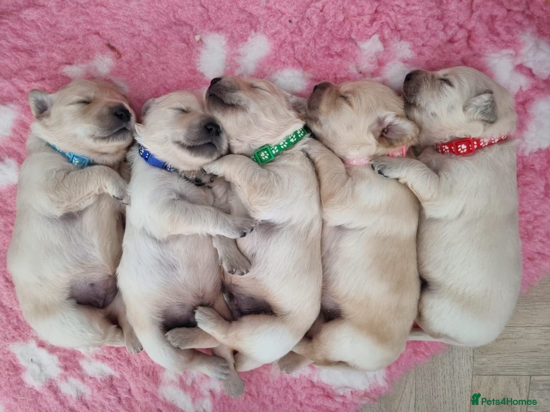 Golden Retriever dogs for stud: KC Golden for Stud - Image 10